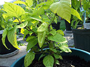 Orange Bhut Jolokia