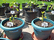 Orange Bhut Jolokia