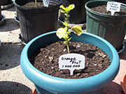Orange Bhut Jolokia