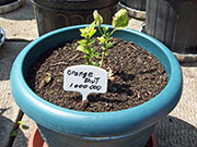 Orange Bhut Jolokia