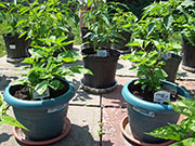 Orange Bhut Jolokia