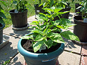 Orange Bhut Jolokia