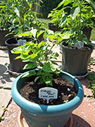 Orange Bhut Jolokia
