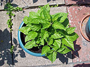 Orange Bhut Jolokia