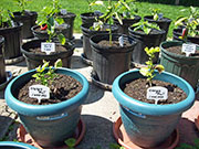 Orange Bhut Jolokia