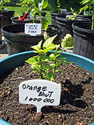 Orange Bhut Jolokia