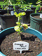 Orange Bhut Jolokia
