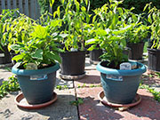 Orange Bhut Jolokia