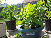 Orange Bhut Jolokia