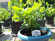 Orange Bhut Jolokia