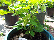 Orange Bhut Jolokia
