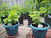 Orange Bhut Jolokia