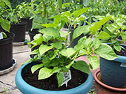 Orange Bhut Jolokia