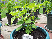 Orange Bhut Jolokia