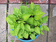 Orange Bhut Jolokia