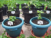 Orange Bhut Jolokia