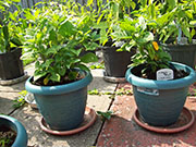 Orange Bhut Jolokia