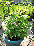 Orange Bhut Jolokia