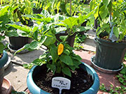 Orange Bhut Jolokia
