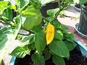 Orange Bhut Jolokia