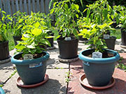 Orange Bhut Jolokia