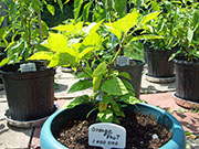 Orange Bhut Jolokia