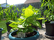 Orange Bhut Jolokia