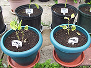 Orange Bhut Jolokia