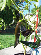 Pasilla Bajio