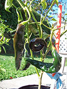 Pasilla Bajio