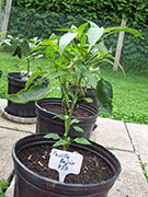 Pasilla Bajio