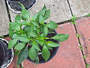 Pasilla Bajio