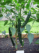 Pasilla Bajio