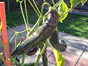 Pasilla Bajio