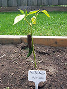 Pasilla Bajio