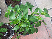 Pasilla Bajio