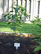 Pasilla Bajio