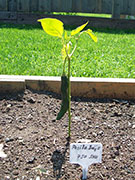 Pasilla Bajio