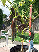 Pasilla Bajio