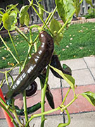 Pasilla Bajio