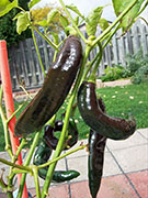 Pasilla Bajio