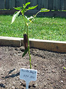 Pasilla Bajio