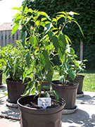 Pasilla Bajio