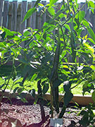Pasilla Bajio