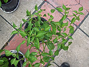 Pasilla Bajio
