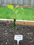 Pasilla Bajio