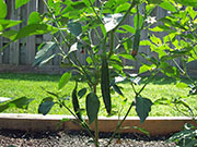 Pasilla Bajio