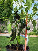 Pasilla Bajio