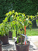 Pasilla Bajio