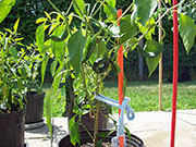 Pasilla Bajio